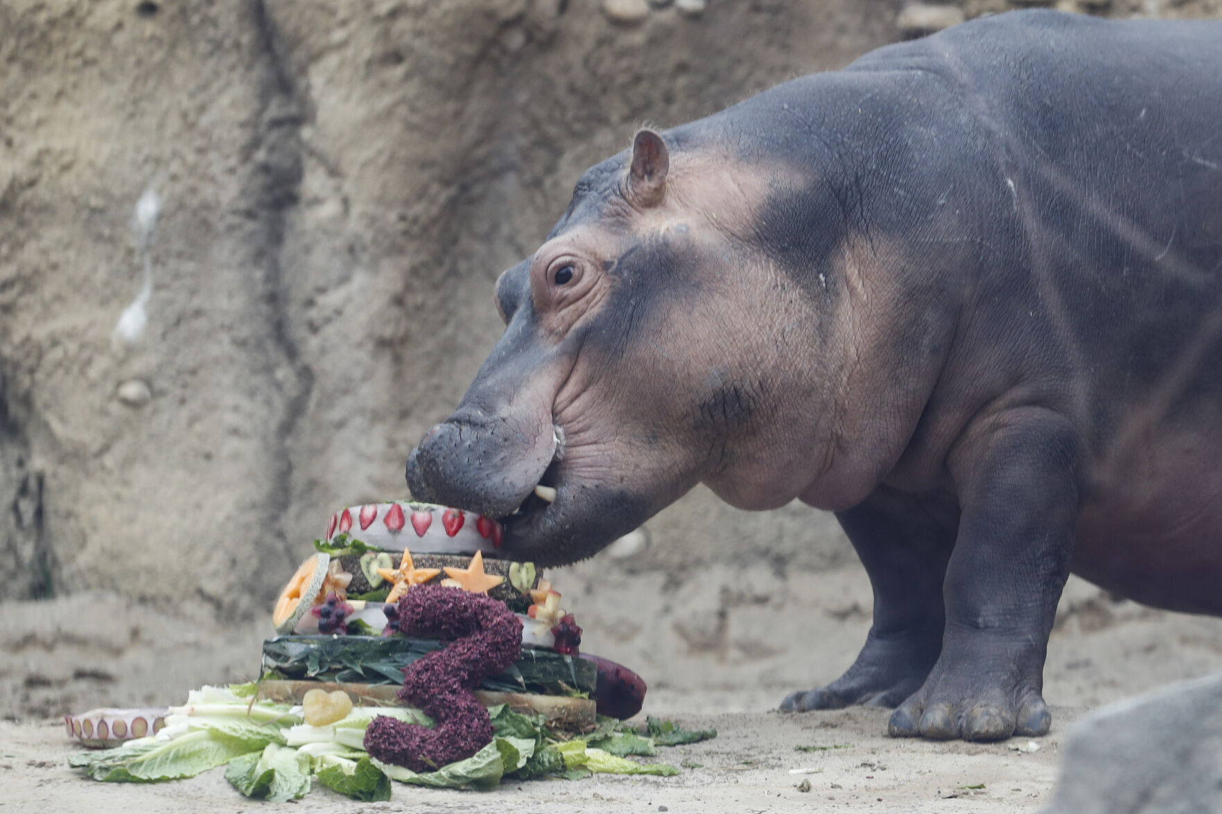 Premature Hippo Birthday